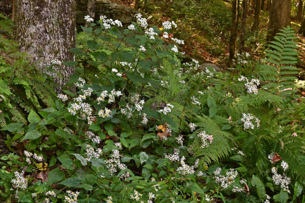 istock White wood asters and white snakeroot in bloom 1667861107