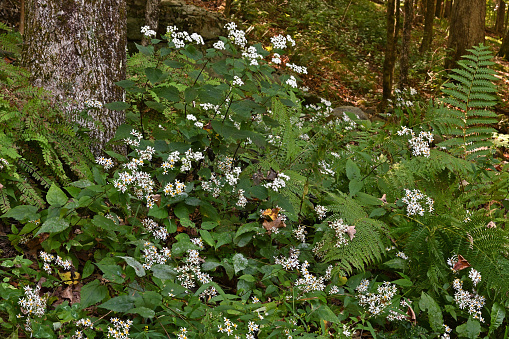 White wood asters (Eurybia divaricata, foreground) and white snakeroot (Ageratina altissima, background) blooming in the Connecticut woods, late summer. The latter is toxic -- a pretty poison that should be removed if growing near livestock. When eaten by cows, the poison contaminates their milk. Milk sickness is thought to be the cause of the death of Abraham Lincoln's mother. Both wildflowers are abundant and visually appealing, and they are important pollinating plants. Bees and butterflies love them.