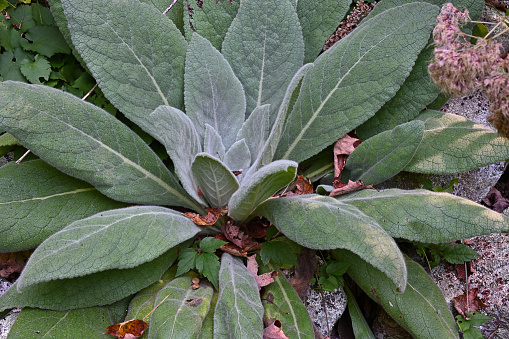 Close-up of common mullein (Verbascum thapsus) in New England stone wall -- a fuzzy, biennial plant introduced to North America from Europe. Many consider it a weed, but it has attractive features, notably its large size and lamb's-ear-like leaves. Also known as great mullein.