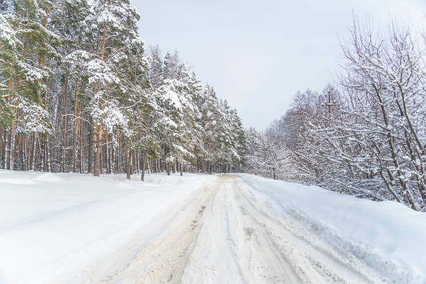 istock Winter landscape with snowy tree on sunny day 1667869686