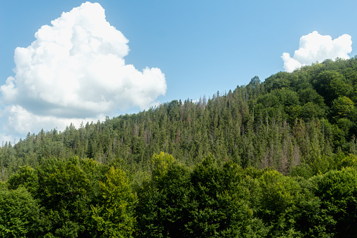 summer mountain landscape, Borzhava valley, western Ukraine