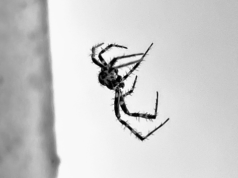 Close up of a European Garden Spider