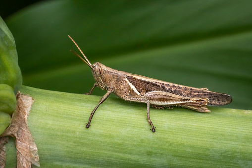 A motionless grasshopper in its natural environment in the tropical rainforest of Bali in Indonesia.