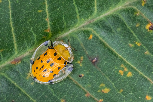A spotted tortoise beetle on a leaf in the rainforest of Bali, Indonesia.