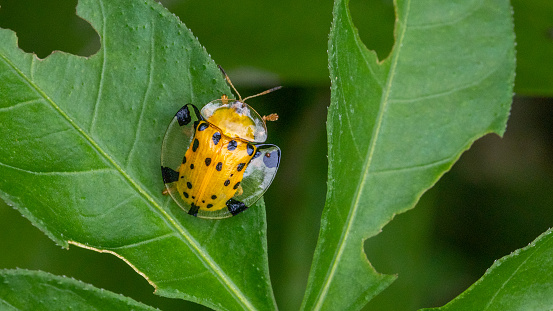 close up of red ladybug on a green leaf in the grass.