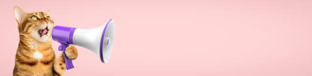 istock Funny domestic cat with a megaphone on a pink background. 1667883674
