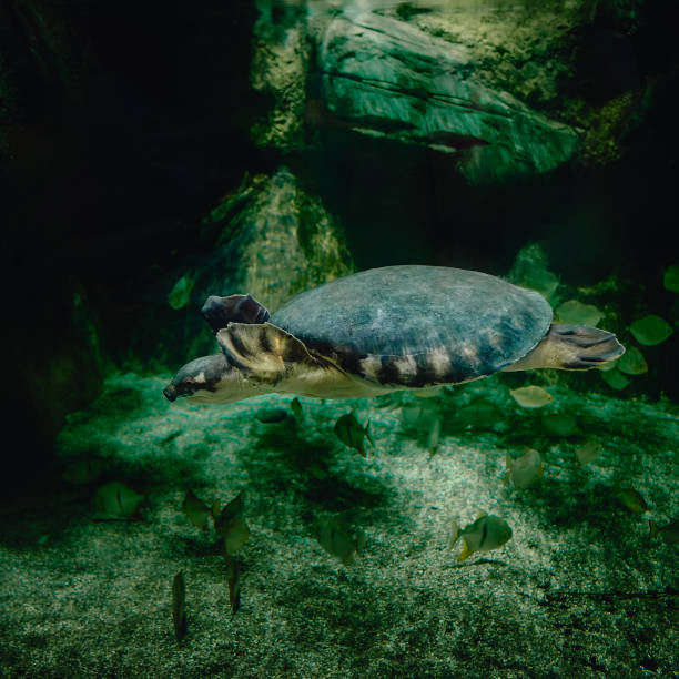 istock From below of calm big pig nosed turtle 1667888578