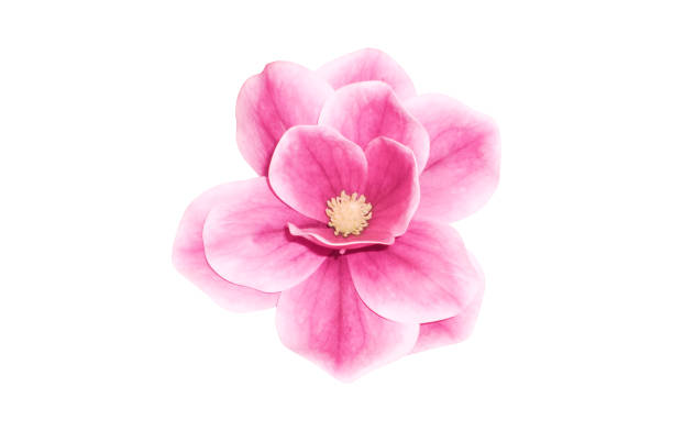 istock BEAUTIFUL FLOWER WITH BIG PINK PETALS 1667891812