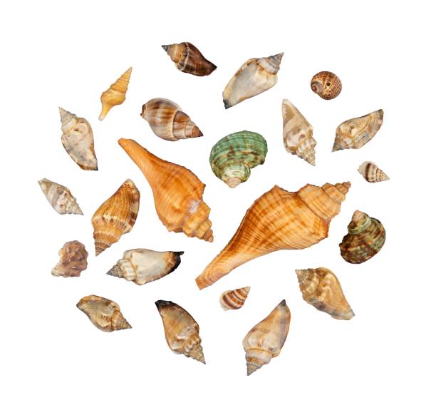 istock set of seashells flat lay in round 1667903288
