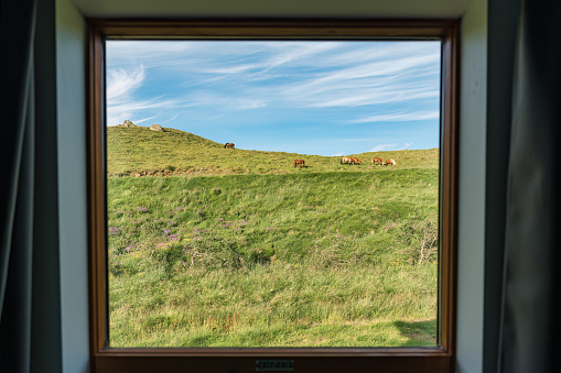 Looking through window with herd of horse grazing on hill in sunny day at rural scene