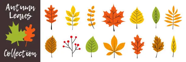 Vector illustration of Fall leaves collection. Autumn  leaves silhouette set. Colorful Autumn falling leaves.