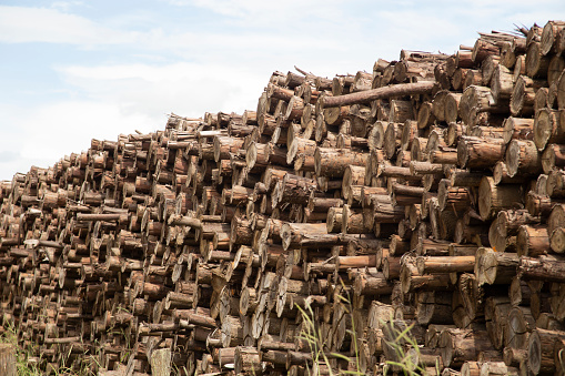 Pile of cut eucalyptus trunk for pulp manufacturing