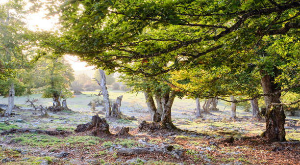 herbst und sonnenuntergang - quercus ilex stock-fotos und bilder