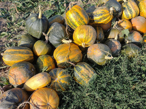 Group of pumpkins on the ground. In Maramures, Romania