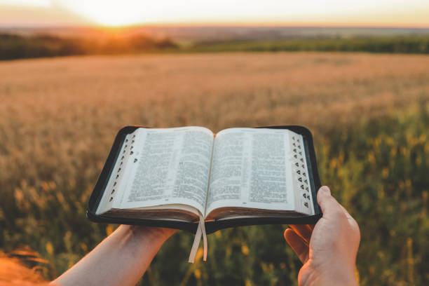 istock Open bible in hands, sunset in the wheat field, christian concept 1667949480