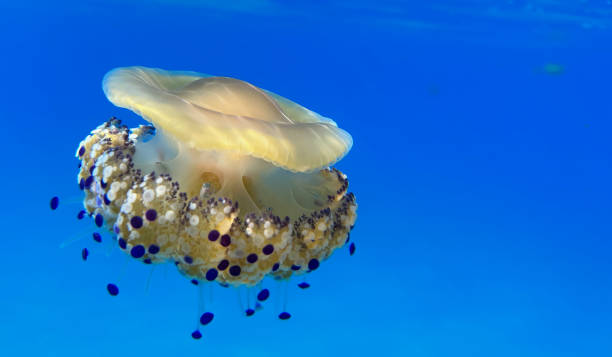 istock Jellyfish in blue sea 1667949658