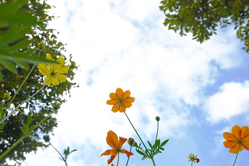 Yellow cosmos flowers and blue sky with white clouds in the background.
