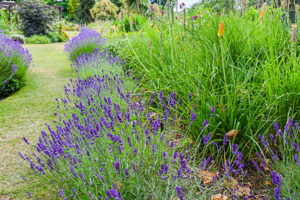 istock Beautiful summer garden with lavender 1667958915