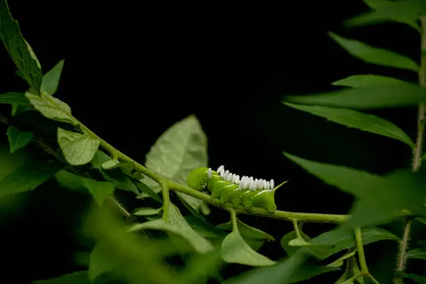 Photo of a tobacco hornworm caterpillar with it Parasitic Wasp Eggs on the branches of a tomato plant. macro photo