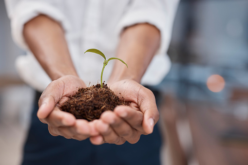 Plant, hands and soil for green business with sustainability, growth and development. Closeup of a person for earth day, agriculture and eco friendly investment or climate change with sapling in palm