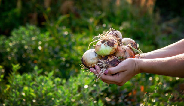 istock the farmer girl holds an onion in her hands. Selective focus 1667995589