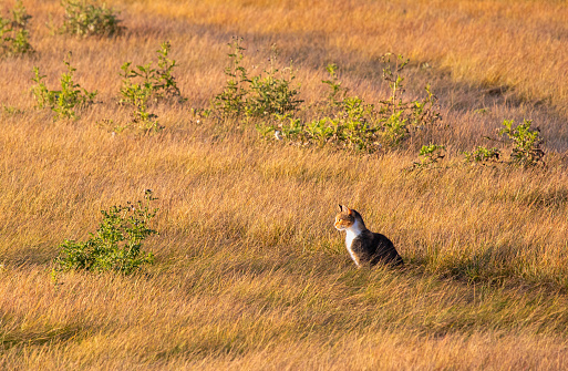 Beautiful photo of a cat sitting on a meadow during sunset