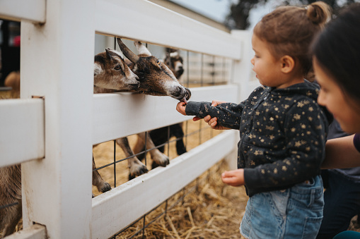 Profile view of an adorable multiracial two year old girl feeding goats while at a petting zoo with her family.