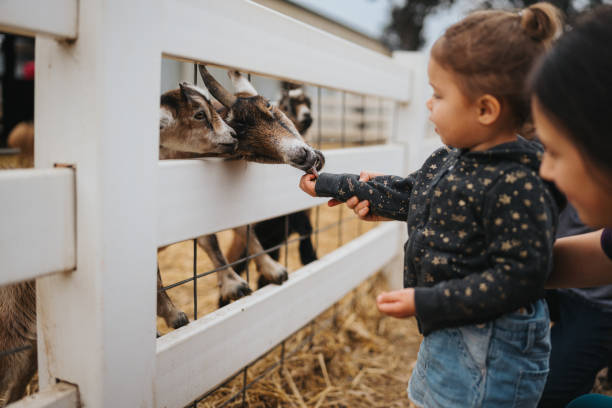 toddler girl feeds a goat at a petting zoo - animals feeding animal child kid goat imagens e fotografias de stock