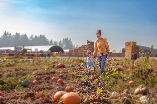 A Eurasian woman lovingly holds hands with her adorable and cheerful two year old daughter as they walk together through a pumpkin patch on a sunny Autumn day.