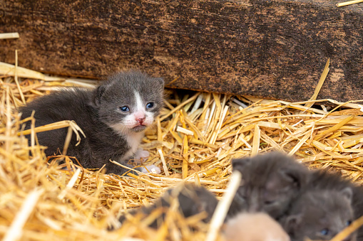 image of adorable newborn kittens in the straw