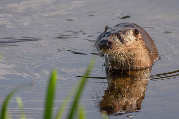 istock Eurasian/European otter (Lutra lutra) 1668008148