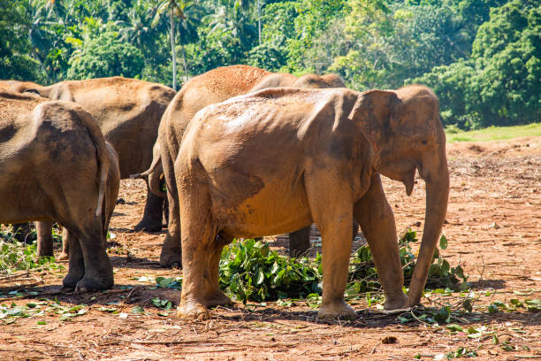 istock Elephants walking on a dirt path in a green natural setting. Pinnawala, Sri Lnka. 1668012070