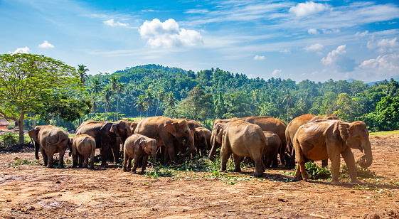 A herd of elephants of different sizes walking on a dirt ground in Pinnawala. The elephants are light brown and have mud on their bodies. The background features a blue sky with white clouds, green trees and hills. The image has a natural and serene atmosphere.