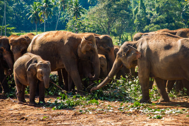 istock Elephants walking on a dirt path in a green natural setting. Pinnawala, Sri Lnka. 1668012596
