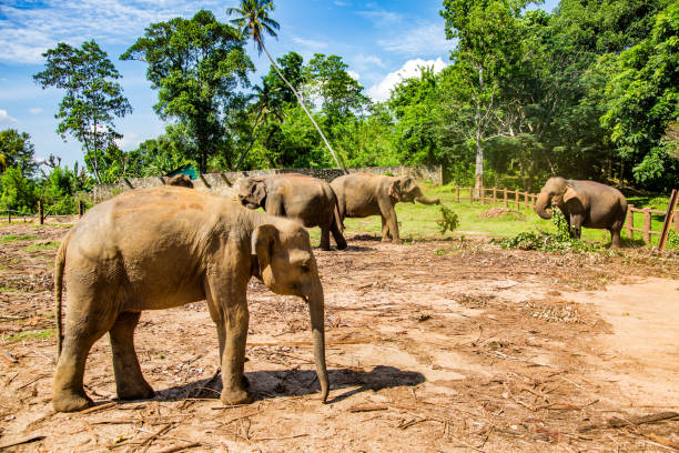 istock Elephants in a clearing with trees in the background in Pinnawala. 1668012614