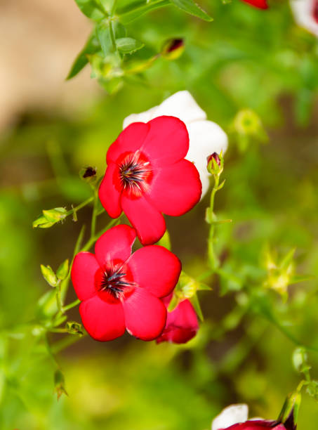 istock Red flowers of decorative flax on a green background. Selective blurred focus. A gentle image of the beauty of nature. 1668013181