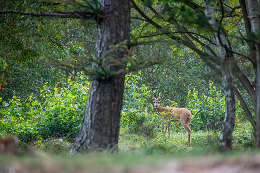 Forest landscape with a roe deer in dawn