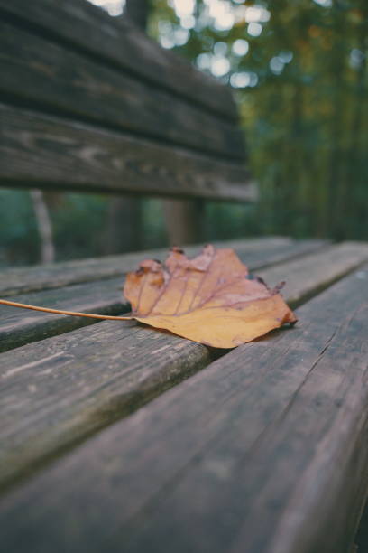 istock Leaf autumn on bench at the woods 1668020310