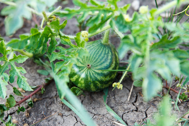 Small striped watermelon grows and ripens on a garden bed stock photo