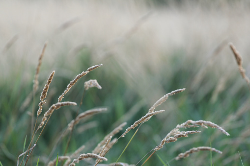 Tall grass in a field in the summer.