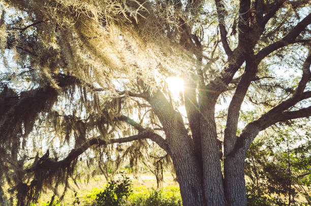 Nature in Central Florida