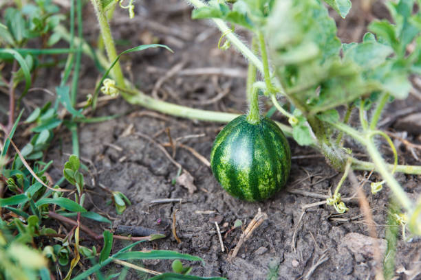 Small green striped watermelon grows and ripens on a garden stock photo