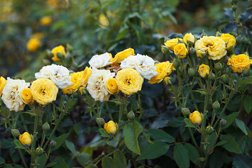 Rose garden, yellow - white rose bushes grow in garden, decorating nature, background