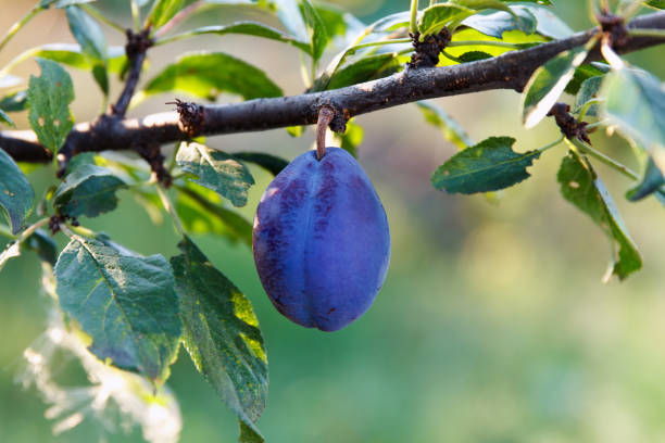 Ripe plum hangs on branch in garden stock photo
