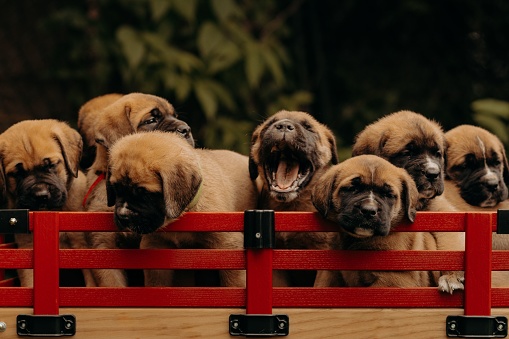 A cargo wagon containing multiple puppies, all of varying colors and breeds