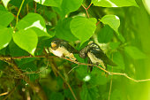Close-up of the juvenile barn swallow (Hirundo rustica) awaiting for feeding