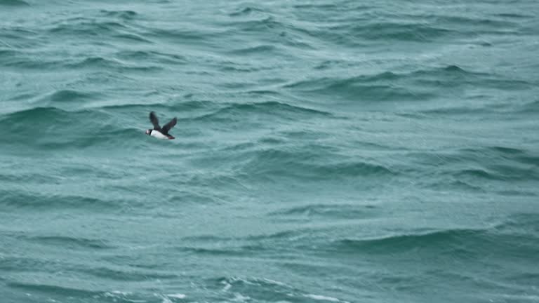 Atlantic puffin flying and foraging in Atlantic ocean on summer at Iceland