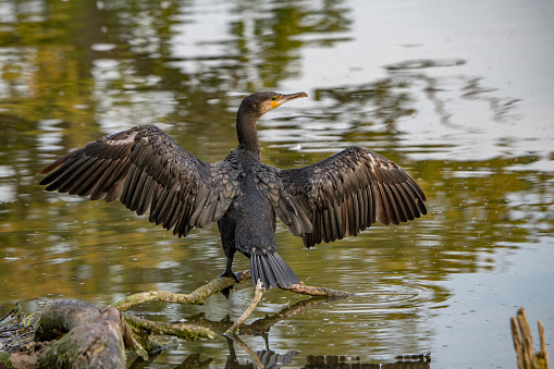 Cormorant drying or just showing off his wings