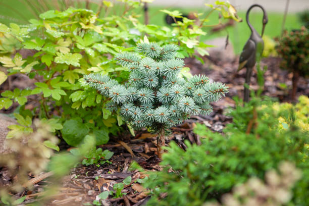 istock Picea pungens Blue Diamond growing on the flower bed. 1668111407