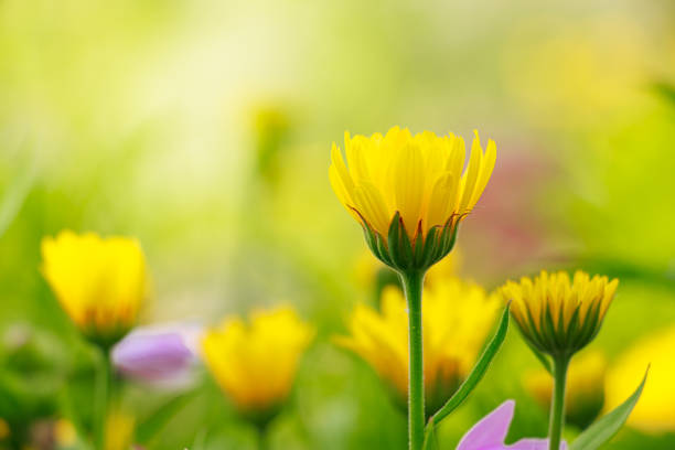 istock Yellow calendula flower close up. 1668121666
